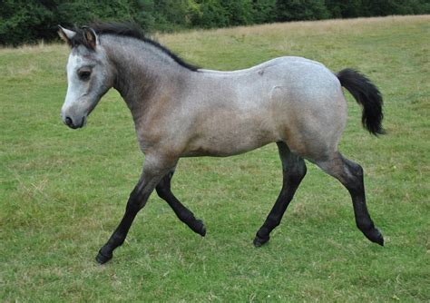 Connemara Pony - gallop to discover