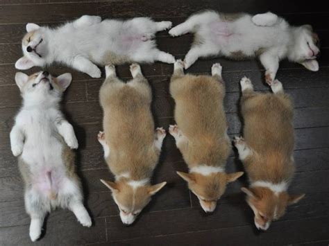 Corgi Puppies sleeping in a funny arrangement