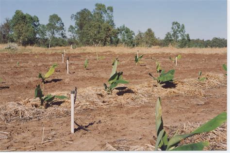 Banana irrigation and soil water management in the ORIA | Agriculture and Food