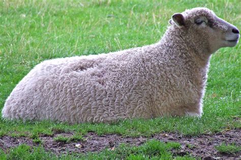 Cotswold Sheep: Characteristics, Uses, Photo