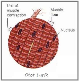 Sistem Otot Manusia (Jenis-jenis Otot)