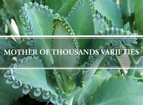 Mother of Thousands Varieties | The Unique Succulent - Gardening Brain