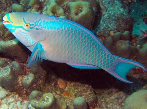 Queen Parrotfish Facts - Fishes Facts