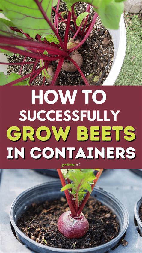 How to Successfully Grow Beets in Containers