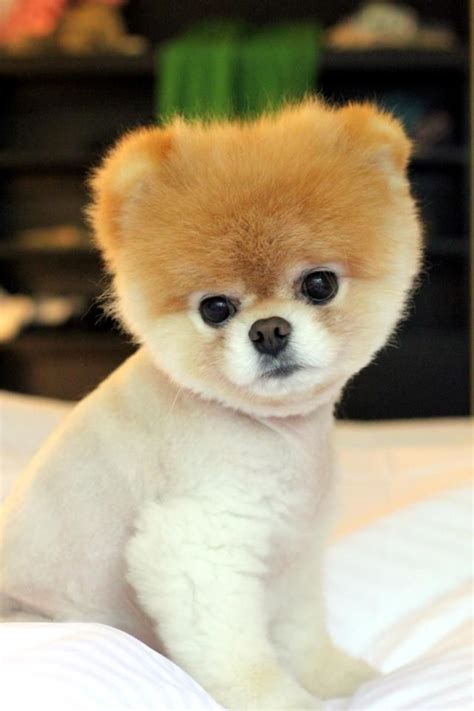 58 best Boo the cutest dog images on Pinterest | Cute dogs, Little dogs ...