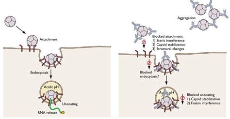 Virus neutralization by antibodies | Virology Blog