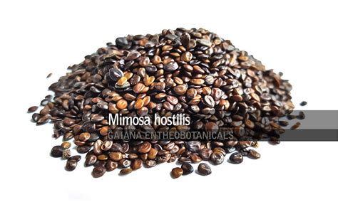 Mimosa hostilis - Seeds - Gaiana