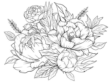 Peony Coloring Pages