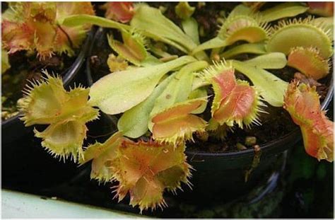 Dionaea muscipula Biohazard - Venus Fly Trap - 3 Seeds: Amazon.co.uk: Garden & Outdoors