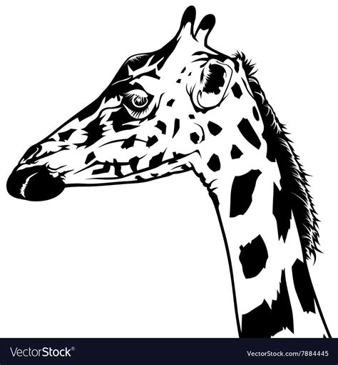 Giraffe head Royalty Free Vector Image - VectorStock