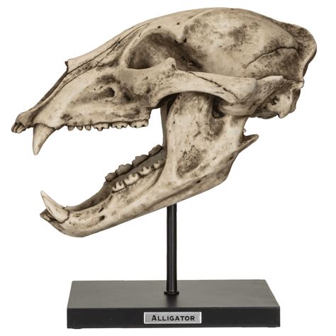 Fossil Animals Replica American Black Bear Skeleton Skull Fossli Resin ...