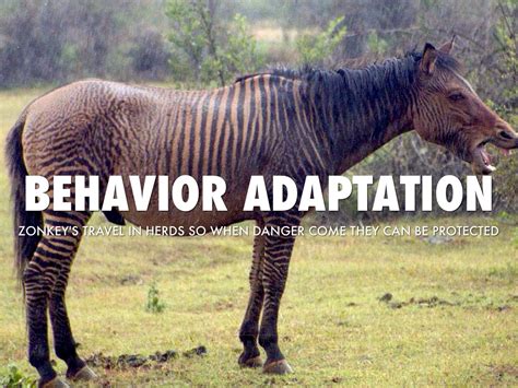 Israbi: Zebras Adaptations In The Savanna