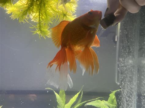 Picked up this beauty at petco. Can anyone help me confirm if they are male or female? : r/Goldfish