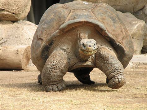 Phoenix Zoo - Phoenix With Kids | Tortoise, Galapagos tortoise, Land ...