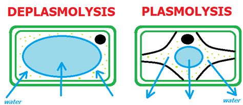 Transport in Plants-Study Material for NEET (AIPMT) & Medical Exams ...