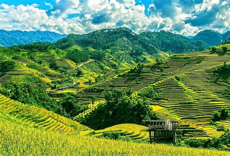 rice terraces, rice fields, mu cang chai, yen bai, vietnam, agriculture, farm, terrace, farmland ...