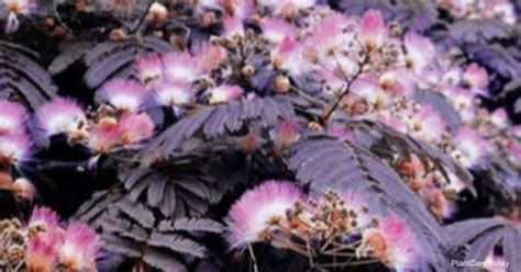 Chocolate Mimosa Tree Care: How To Grow Albizia Julibrissin