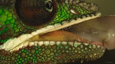 I recorded a Chameleon's tongue attacking crickets in slow motion. Here ...