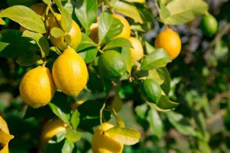 The Lemon Lime Tree - Minneopa Orchards