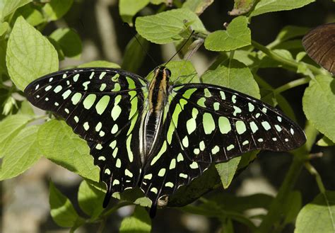 Butterfly Rainforest Moment, Tailed Jay – Exhibits