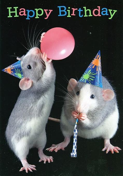 Happy Birthday - Humorous Rats Birthday Card: Amazon.co.uk: Office Products