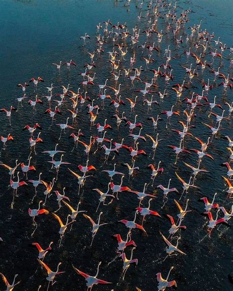 a large group of birds flying over a body of water