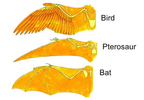 Procyonidae