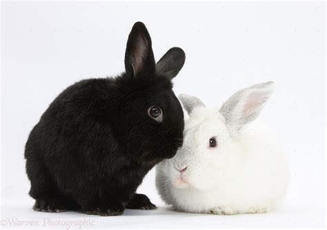 White rabbit with black rabbit photo - WP32788