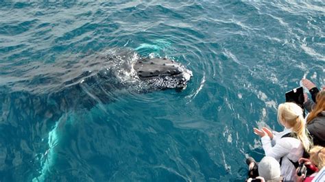 Whale Watching Tour, 3 Hours - Mooloolaba - Adrenaline