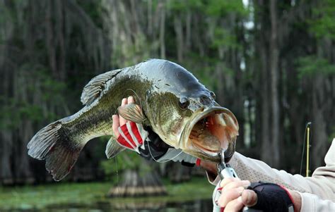 Bass Kayak Fishing Tips and Techniques | Bass Angler Magazine