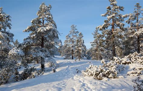 Wallpaper winter, forest, snow, trees, Sweden images for desktop ...