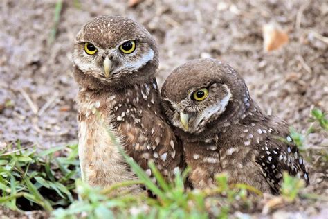 13 Super Cute Photos of Baby Birds You Need to See - Birds and Blooms