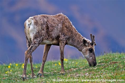 Denali Caribou 1 Photo, Picture, Print | Cornforth Images