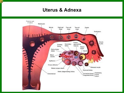 Quran and Embryology