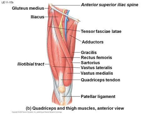 Femur - Physiopedia