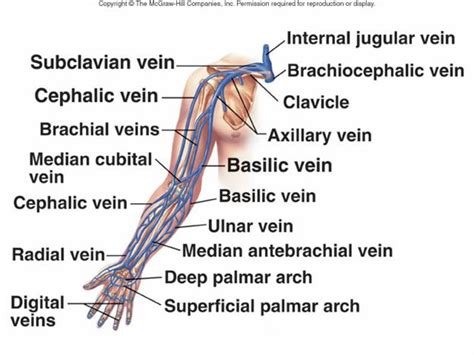 cephalic vein and basilic vein - ModernHeal.com