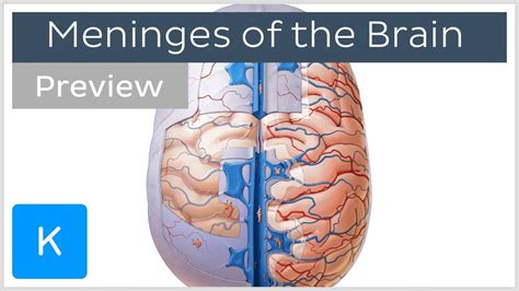 Meninges of the Brain Overview (preview) - Human Anatomy | Kenhub - YouTube