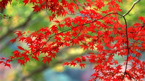 Japanese Autumn Desktop Wallpapers - Top Free Japanese Autumn Desktop Backgrounds - WallpaperAccess