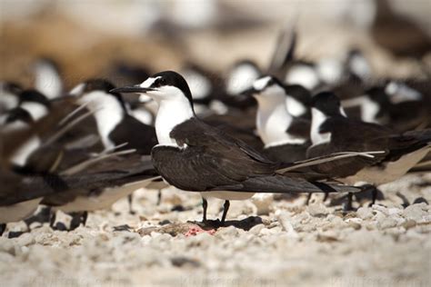 Sooty Tern Pictures and Photos - Photography - Bird | Wildlife | Nature - Christopher Taylor