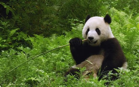 Cute Panda Bears HD Wallpapers | Desktop Wallpapers