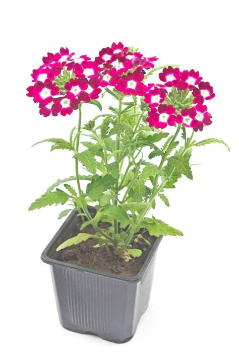 Growing Verbena From Seed: How And When To Plant Verbena Seeds ...