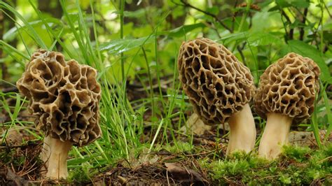 10 Wild Mushrooms Found in Spring - A-Z Animals