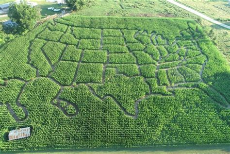 Steed's Dairy Farm Offers Corn Maze and More - The Augusta Press