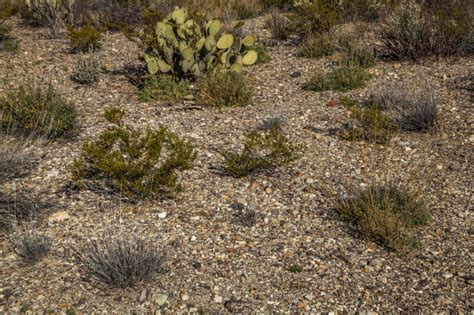 Variety of Small Desert Shrubs Growing Along the Chihuanhuan Desert Trail of Big Bend National ...