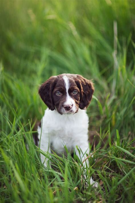 Oh my gosh. Dying over this pup. | Brittany puppies, American brittany, Pup