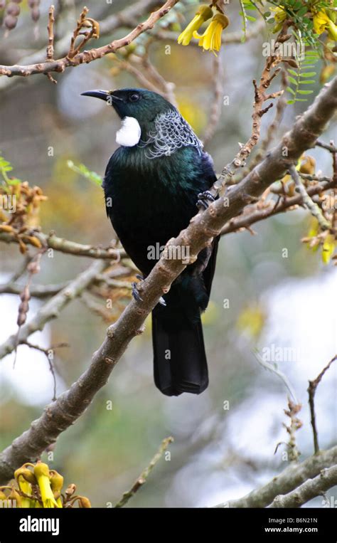 Tui tree hi-res stock photography and images - Alamy