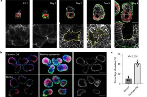 Scientists Make Mouse Embryo From Stem Cells, Paving the Way to ...