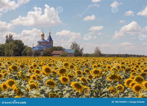 Sunflower Field Ukraine Against the Background of the Orthodox Church ...