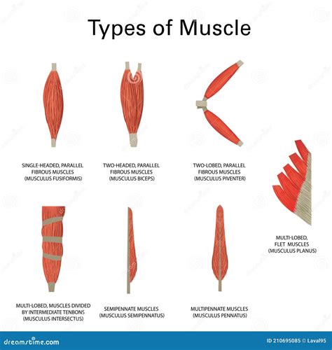 Muscle Types Stock Illustration | CartoonDealer.com #89989963