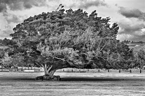 Oahu Monkey Pod Tree - Oahu, Hawaii | Oahu, Island beach, Tree